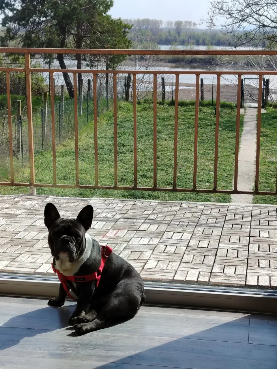 Francuski buldog kraj terase sa pogledom na Dunav