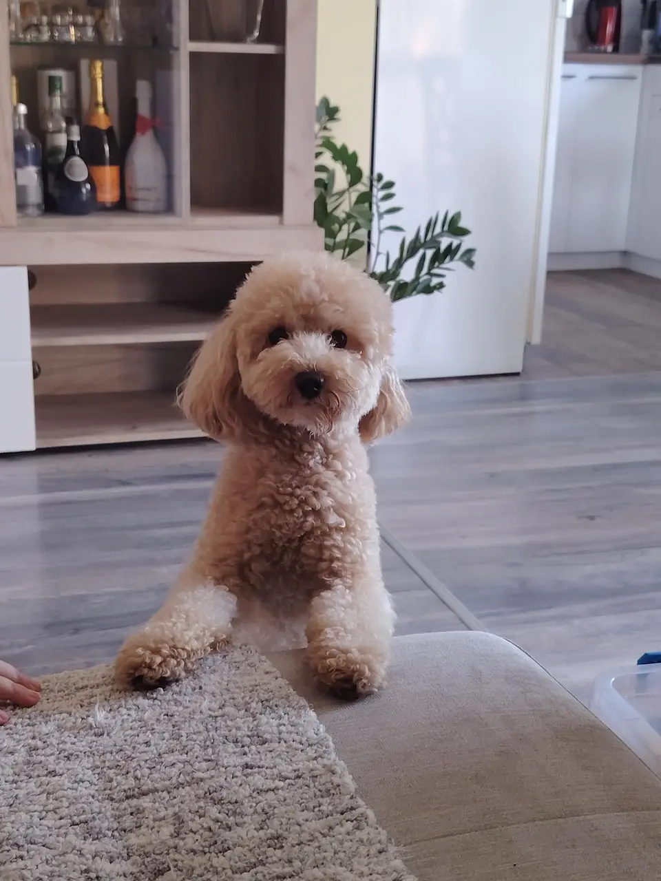 Pudla odmara u udobnom kućnom smeštaju